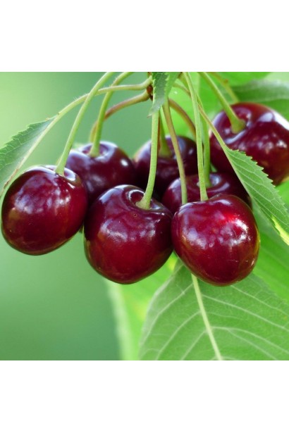 Черешня Giant Red